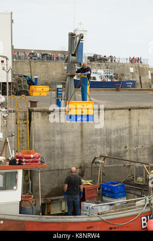 Le déchargement des captures d'un bateau de pêche au port de Seahouses, Northumberland, England Banque D'Images