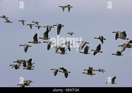 Oie à bec court Anser brachyrhynchus groupe en vol avec le Canard siffleur Anas penelope Norfolk Angleterre Banque D'Images