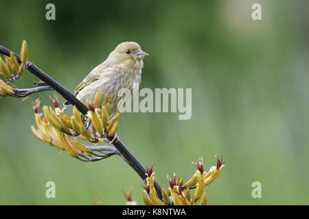 Verdier d'Europe Carduelis chloris juvenile perché sur la fleur de jardin Hampshire Angleterre Banque D'Images