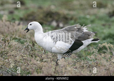 Chloephaga picta Upland goose prairie mâle en Iles Falkland Banque D'Images