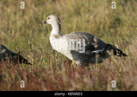 Chloephaga picta Upland goose prairie mâle en Iles Falkland Banque D'Images