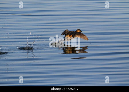 Grèbe castagneux Tachybaptus ruficollis en travers de la surface de l'eau Lac Ibsley Blashford Lakes Nature Réserver Hampshire et l'île de Wight Wil Banque D'Images