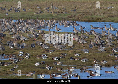 Le canard siffleur Anas penelope et oies à bec court Anas brachyrhnchus à se nourrir dans les prairies Udale Bay réserve RSPB et Cromarty Ross Black Isle Banque D'Images