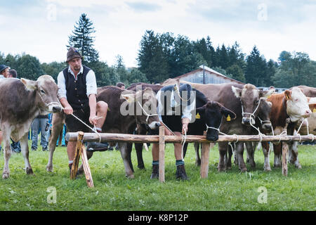 Viehscheid, fête traditionnelle de la vache de retour de l'alpine meadows- l'aumône , allgaeu, Allemagne Banque D'Images