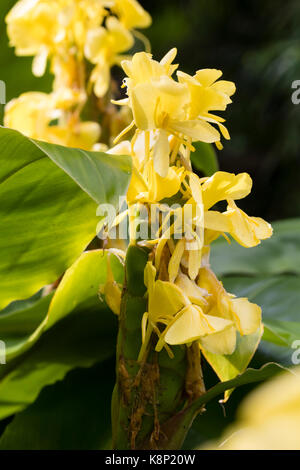 Fleurs jaunes dans l'épi de l'exotic ginger lily, Hedychium wardii Banque D'Images