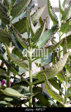 Feuilles tachetées avec de petites plantules sur leurs marges en développement de l'offre de succulents devil's backbone, Kalanchoe daigremontiana Banque D'Images