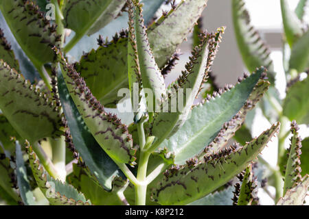 Feuilles tachetées avec de petites plantules sur leurs marges en développement de l'offre de succulents devil's backbone, Kalanchoe daigremontiana Banque D'Images
