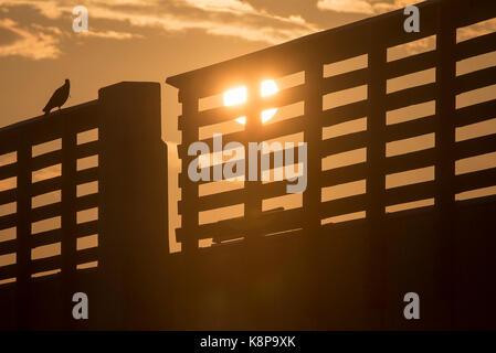 West Palm Beach, Floride, USA. 20 Sep, 2017. Un oiseau est perché sur la balustrade au Centre Juno Beach Pier Pêche au lever du jour Mercredi, 20 Septembre, 2017. Credit : Andres Leiva/Le Palm Beach Post/ZUMA/Alamy Fil Live News Banque D'Images