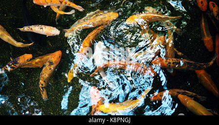 Groupe de poissons colorés nager dans l'étang de koi Banque D'Images