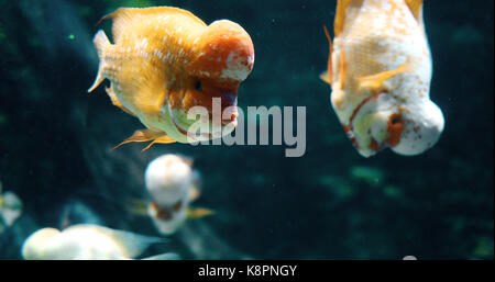 Portrait de flowerhead cichild nage du poisson dans l'aquarium Banque D'Images