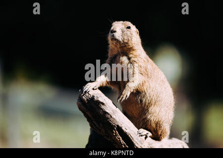 Portrait of little marmot debout sur arbre dans la nature Banque D'Images