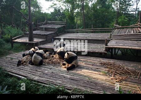 Les jeunes ours panda bambou profiter de leur petit-déjeuner à Chengdu panda research centre de reproduction de Chengdu, province du Sichuan, Chine. août 2015. Banque D'Images