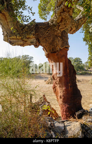 Tronc de chêne-liège - Quercus suber - dépouillé de Cork, dans le sud de l'Estrémadure, Espagne. Banque D'Images