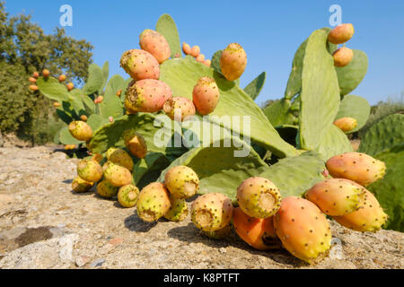 Close up du mûrissement des fruits de cactus épineux avec des aiguilles et d'épaisseur des feuilles vertes succulentes Banque D'Images