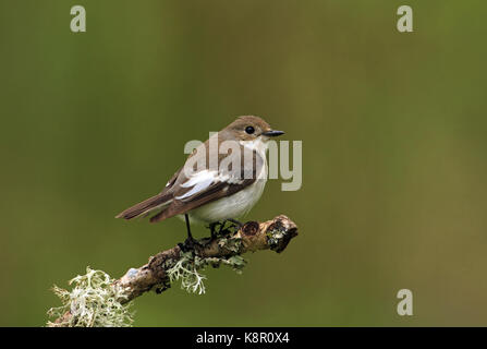 Pied flycatcher Ficedula hypoleuca femme pied flycatcher, perché sur le lichen dans brannch couvert de forêts, juin, Dumfries et Galloway, Écosse Banque D'Images