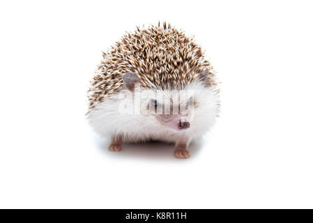 Hedgehog isolé sur fond blanc Banque D'Images