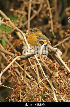 Pyrrhomyias cinnamomeus (cinnanom pyrrhopterus) adulte perché sur la végétation morte Monte Redondo, Colombie novembre Banque D'Images