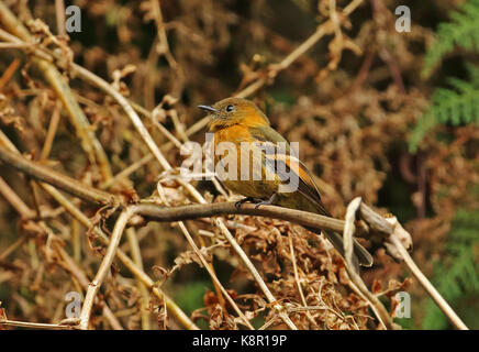 Pyrrhomyias cinnamomeus (cinnanom pyrrhopterus) adulte perché sur la végétation morte Monte Redondo, Colombie novembre Banque D'Images