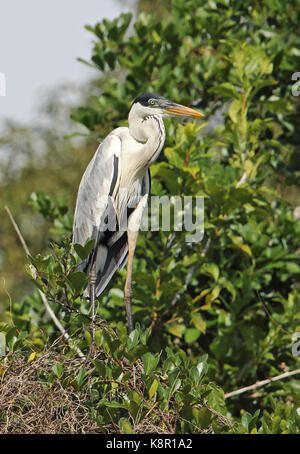 Le héron cocoi (ardea cocoi) perché dans l'arbre, la rivière guaviare inirida ; Colombie novembre Banque D'Images