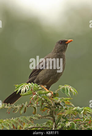 Grand (turdus fuscater gigas) des profils perché au sommet de Bogota, Colombie novembre Bush Banque D'Images