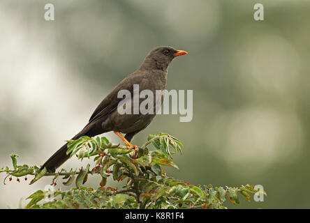 Grand (turdus fuscater gigas) des profils perché au sommet de Bogota, Colombie novembre Bush Banque D'Images