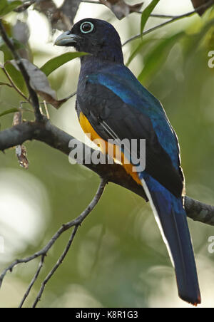 Vert (trogon trogon viridis) mâle adulte, perché sur culebra, inirida direction Cano, la Colombie novembre Banque D'Images