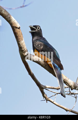 Vert (trogon trogon viridis) mâle adulte, perché sur culebra, direction générale de l'halètement cano inirida, Colombie novembre Banque D'Images