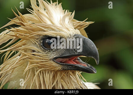 (Harpia harpyja harpie) close up of head of juvenile, humide après la pluie capricho, Colombie novembre Banque D'Images