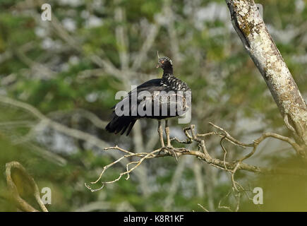 Horned screamer (anhima cornuta) adulte perché sur branche morte san jose del Guaviare, columbua novembre Banque D'Images