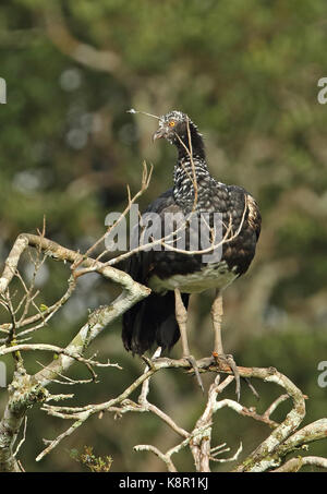 Horned screamer (anhima cornuta) adulte perché sur branche morte san jose del Guaviare, columbua novembre Banque D'Images