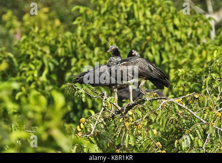 Horned screamer (anhima cornuta) immatures et adultes perché sur tree top san jose del Guaviare, columbua novembre Banque D'Images