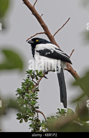 Cissopis leverianus magpie (tangara leverianus) adulte perché sur twig Bogota, Colombie novembre Banque D'Images