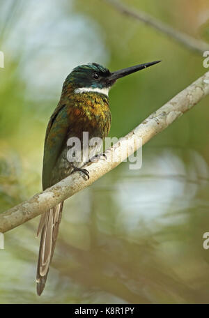 Paradise (galbula dea dea jacamar) adulte perché sur inirida, direction générale de la Colombie-Britannique novembre Banque D'Images