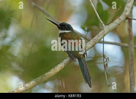 Paradise (galbula dea dea jacamar) adulte perché sur inirida, direction générale de la Colombie-Britannique novembre Banque D'Images