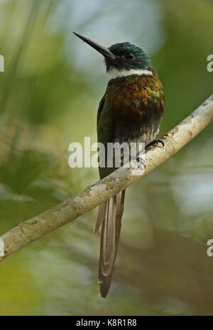 Paradise (galbula dea dea jacamar) adulte perché sur inirida, direction générale de la Colombie-Britannique novembre Banque D'Images