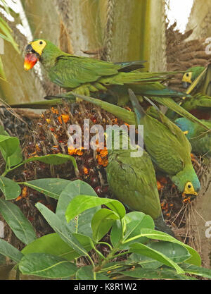 Red-bellied macaw (orthopsittaca manilatus) troupeau se nourrit de la fructification palmier san jose del Guaviare, Colombie novembre Banque D'Images