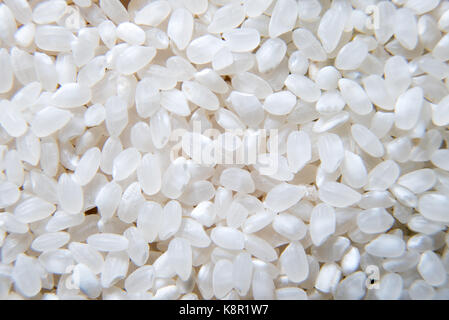 Usine de céréales - riz, usine de céréales, le riz basmati, la nourriture, les semences de riz,fond blanc. les céréales brutes, macro closeup Banque D'Images