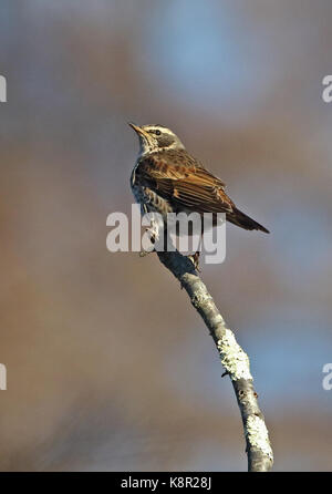 Dusky thrush (turdus eunomus) mâle perché sur branche morte de Karuizawa, Nagano Prefecture, Japon février Banque D'Images