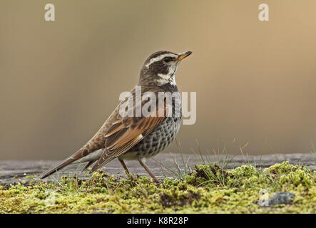 Dusky thrush (turdus eunomus) d'hommes se tenant sur le sol de Mars, le Japon Kyushu Banque D'Images