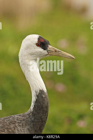 Hooded Crane Grus monacha) (close up of adul chef arasaki, Kyushu, Japon mars Banque D'Images