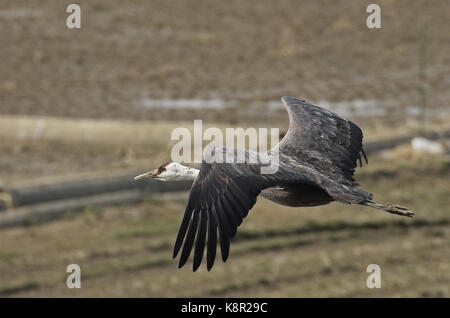 Hooded Crane Grus monacha (adultes) en vol arasaki, Kyushu, Japon mars Banque D'Images