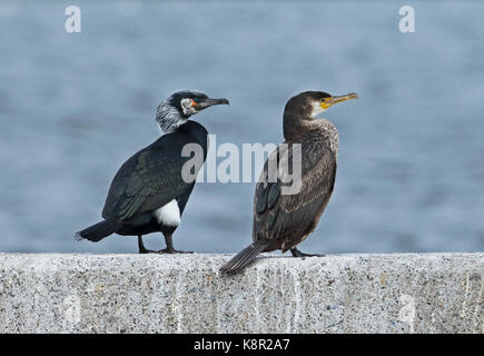 Cormoran (Phalacrocorax capillatus japonais adultes et juvéniles) Comité permanent sur l'ouvrage de choshi, Chiba Prefecture, Honshu, japan Banque D'Images