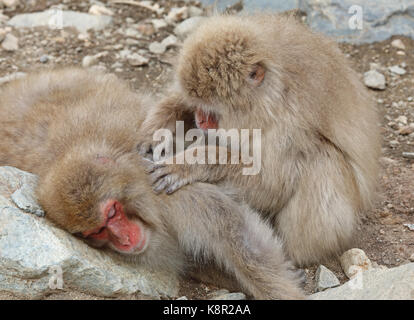 Macaque japonais (Macaca fuscata) 'snow monkey' deux immatures grooming jigokudani monkey park, shigakogen, Nagano Prefecture, Japan février Banque D'Images