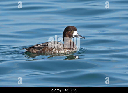 Fuligule milouinan (Aythya marila nearctica) femelle adulte natation dans le port choshi, préfecture de Chiba, Japon février Banque D'Images