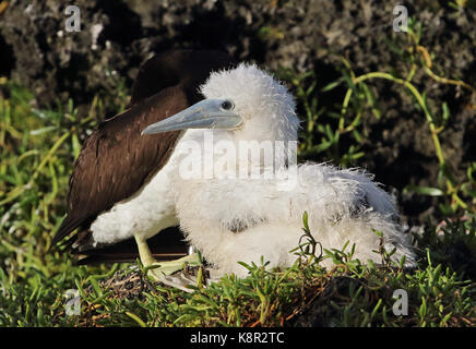 Fou brun (Sula leucogaster plotus) poussin avec des profils l'île Christmas, Australie Banque D'Images