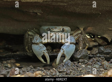 L'île de noël crabe bleu (discoplax celeste) sous abri adultes log l'île Christmas, Australie Banque D'Images