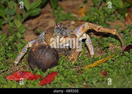 Crabe voleur (Birgus latro) près d'adultes dans la nuit de Noël, de l'île de Coco roulant australie Banque D'Images