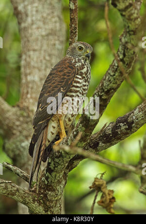 L'île de Noël autour des palombes (Accipiter fasciatus natalis) Direction générale de l'immature perché sur l'île de noël, Australie Banque D'Images