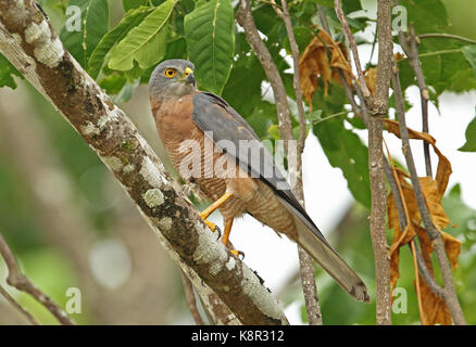 L'île de Noël autour des palombes (Accipiter fasciatus natalis) adulte perché sur l'île de noël, direction générale de l'Australie Banque D'Images