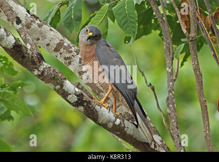 L'île de Noël autour des palombes (Accipiter fasciatus natalis) adulte perché sur l'île de noël, direction générale de l'Australie Banque D'Images